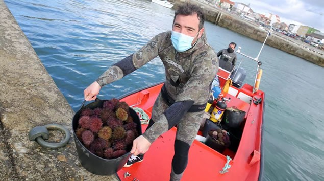 El erizo de mar, un bocado que supera los cien euros el kilo en Barbanza